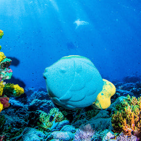 Under the Sea - Bath Bomb